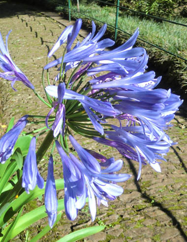 Hellblaue Blüten Hellblaue Blüten