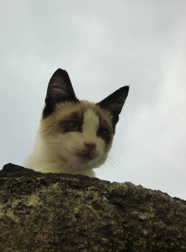 Katze, Katze, Katzeeeeeeee!!!!