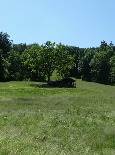 Blick zur Wallner Alm