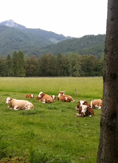 Auf der Alm da gibt's... Rinder!